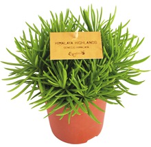 Senecio Himalaya kamerplant in pot