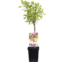 FLORASELF Pruim Prunus domestica 'Opal' Ø 18 cm
