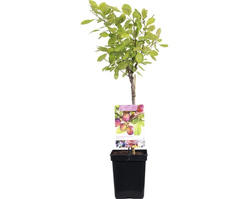 Pruimenboom in pot