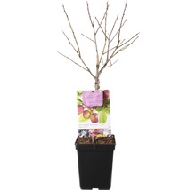 FLORASELF Pruim Prunus domestica 'Opal' Ø 18 cm