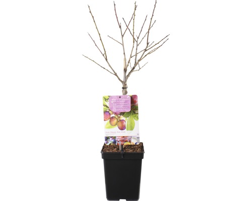 Pruimenboom in zwarte pot met etiket