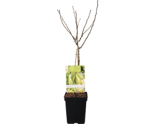 Perenboom in pot zonder bladeren