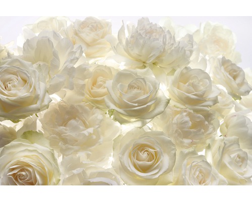 KOMAR Fotobehang vlies XXL4-007 Colours Imagine Edition 5 Shalimar 368x248 cm Close-up van witte rozenbloemen