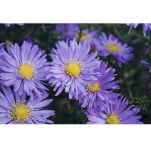 Close-up van paarse asterbloemen met gele bloemhoofdjes