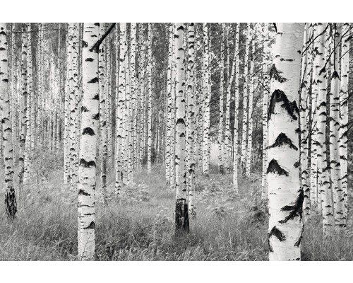 KOMAR Fotobehang vlies XXL4-023 Colours Imagine Edition 5 Woods 368x248 cm Zwart-wit berkenbos motief voor de tuin