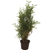 FLORASELF® Bamboe "Fargesia Jumbo" hoogte ca. 40-60 cm-thumb-1