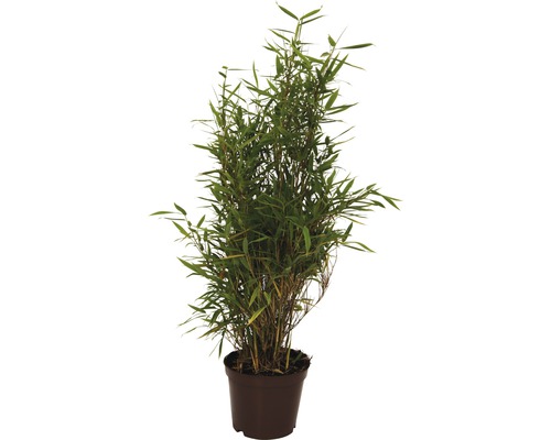 Bamboeplant in pot