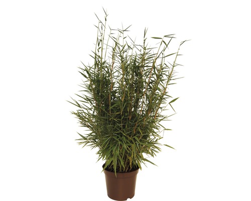 FLORASELF® Bamboe "Fargesia Jumbo" hoogte ca. 40-60 cm-0