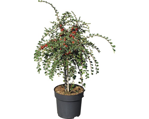 Dwergmispelboom met rode bessen in een pot