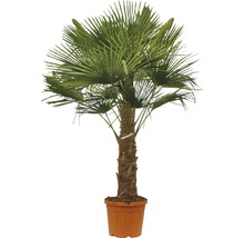 Hennep palm in plantenbak