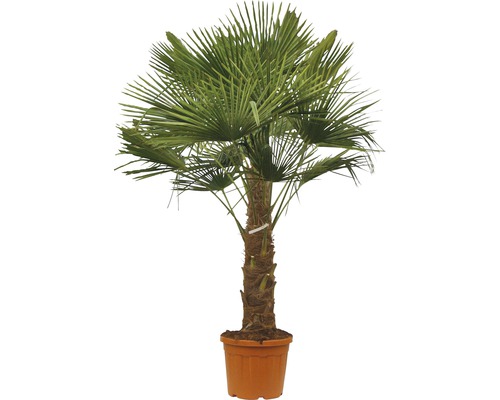 FLORASELF Chinese waaierpalm Trachycarpus Fortunei potmaat Ø 34 cm H 120-140 cm Hennep palm in plantenbak