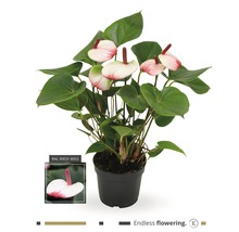 Anthurium in pot met eindeloze bloei