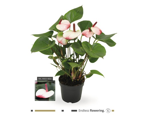 FLORASELF® Flamingoplant Anthurium 'Hotlips' roze/wit potmaat Ø 12 cm