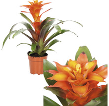Guzmania kamerplant in pot