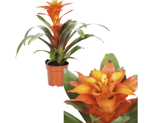 FLORASELF Guzmania Guzmania x Hybride 'Fiero Orange' potmaat Ø 12 cm H 35-45 cm