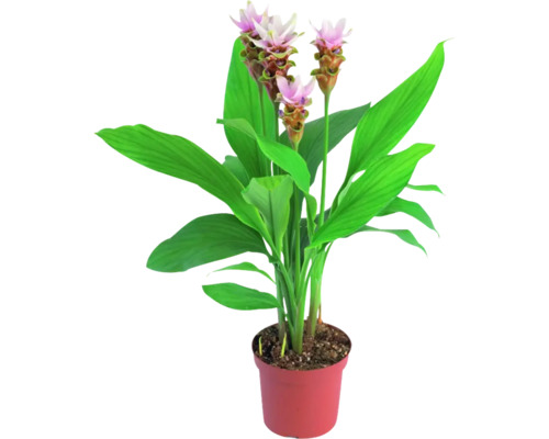 FLORASELF Saffraanwortel Curcuma roze potmaat Ø 14 cm H 55 cm FLORASELF Saffraanwortel Curcuma roze potmaat Ø 14 cm H 55 cm