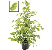 Benjamini kamerplant in pot met blad detailopname