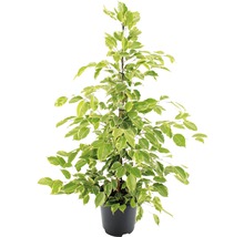 Benjamin vijg in pot