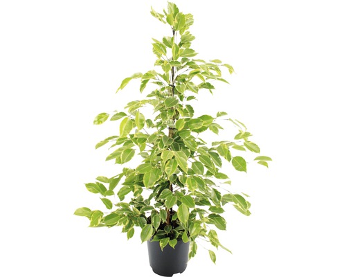 Benjamin vijg in pot