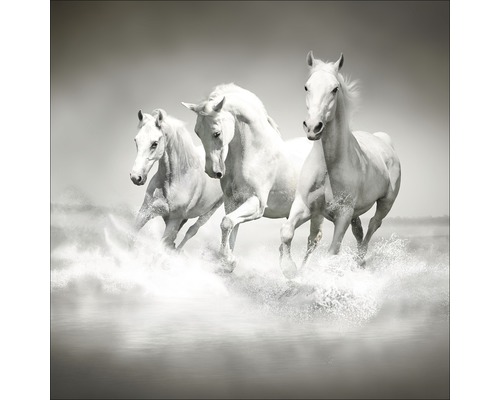 PURE LIVING Schilderij glas White Horses 50x50 cm