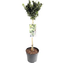 Laurierboom in pot
