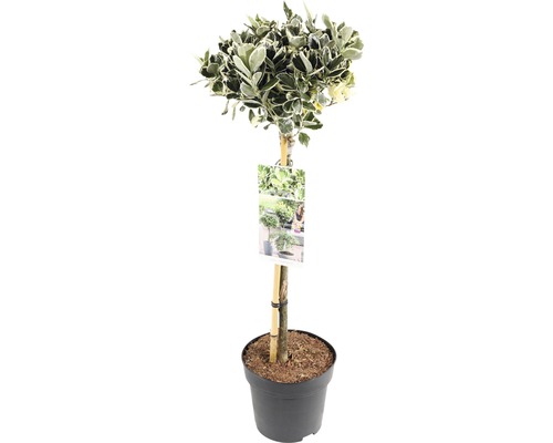 FLORASELF® Kardinaalshoed Euonymus japonicus Kathy op stam potmaat Ø 19 cm Spindelstruik met bladeren geteeld in pot