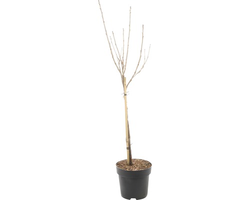 Plant in pot met steunpaal