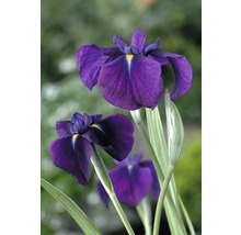 FLORASELF® Water iris Iris kaempferi 'Variegata' lila potmaat Ø 18 cm