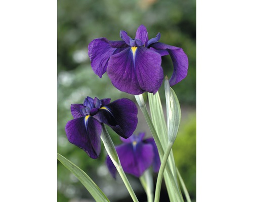FLORASELF® Water iris Iris kaempferi 'Variegata' lila potmaat Ø 18 cm