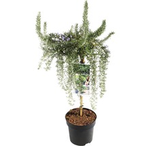 Rozemarijnstruik in pot