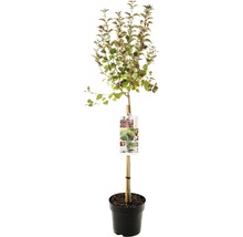 Sierappelboom in een pot