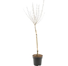 Knotboom in pot