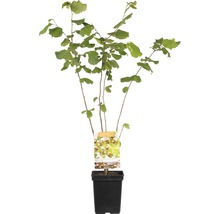 Hazelnootstruik in pot voor de tuin