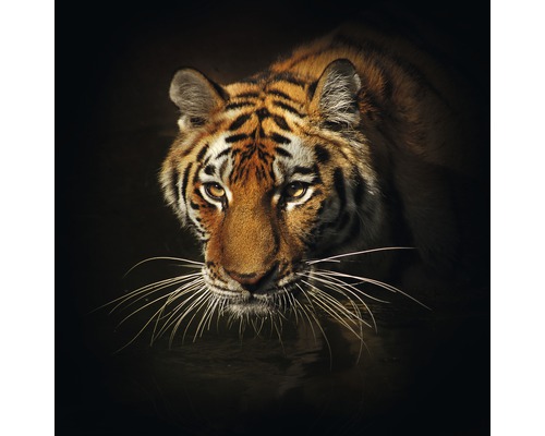Close-up van een tijger in het water