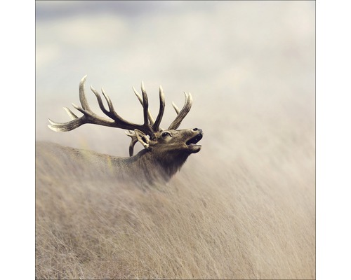 PURE LIVING Schilderij glas Lonely Deer 50x50 cm