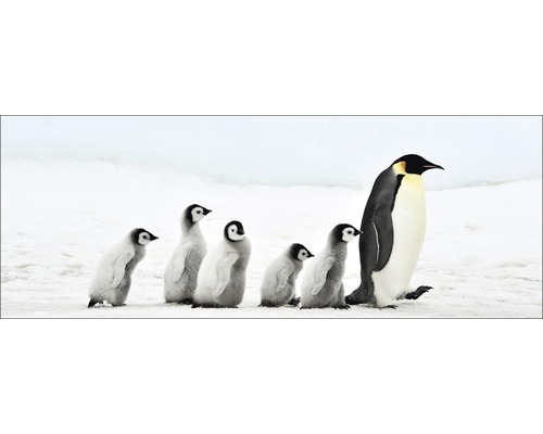PURE LIVING Schilderij glas Penguin Family 30x80 cm
