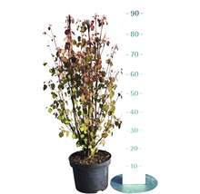 Kornoeljeboom in pot, ongeveer 90 centimeter hoog.