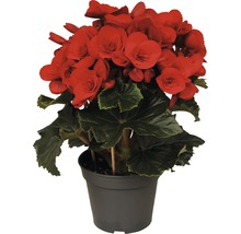 FLORASELF Begonia baladin rood Ø14 cm H35 cm