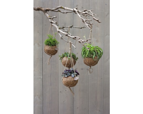 Decoratieve hangplanten in kokosnootschalen, opgehangen aan een tak.