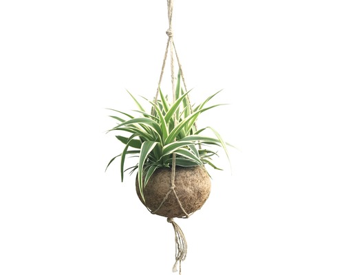 Hangplant met natuurlijke bol en touwophanging