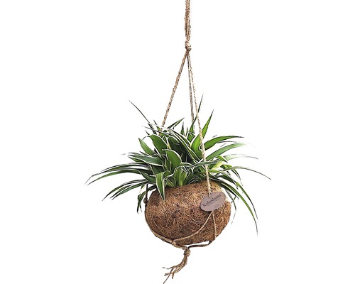Hangplant in kokosvezel bal met touwophanging