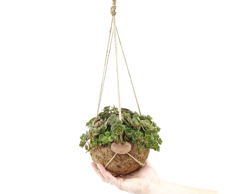 FLORASELF Kokodama sedum tornado Ø15 cm H15 cm FLORASELF Kokodama sedum tornado Ø15 cm H15 cm