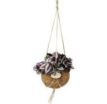 FLORASELF Kokodama tradescantia zebrina Ø15 cm H35 cm