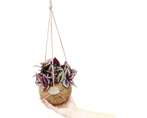 Hangende Kokedama-plant met decoratieve bladeren in de hand