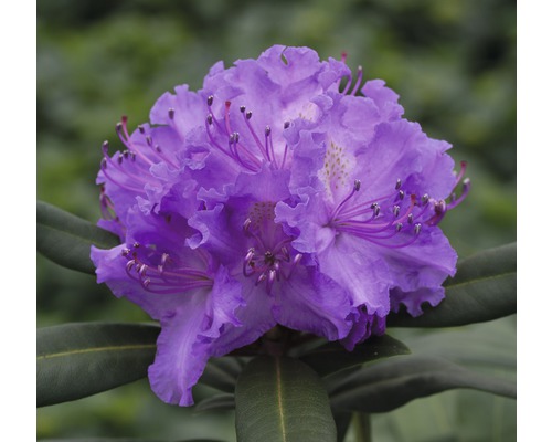Rhododendron Rhododendron x Hybride 'Alfred' potmaat Ø 22 cm H 30-40 cm