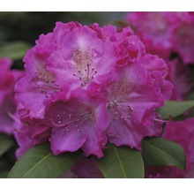 Close-up van een rododendronbloem met bloemblaadjes