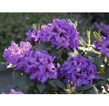 Bloeiende rododendron met paarse bloemen