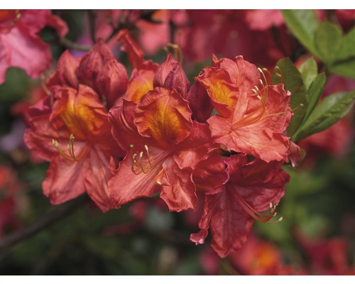 Rhododendron Rhododendron lutem 'Juanita' potmaat Ø 22,0 cm H 30-40 cm