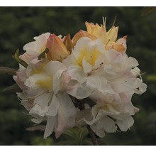 Bloeiwijze van de azalea met bloemen