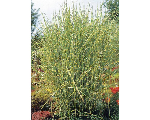 FLORASELF Prachtriet Miscanthus sinensis 'Zebrinus' potmaat Ø 24 cm H 20-60 cm